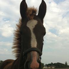 New Forest Holmens Lady Diva