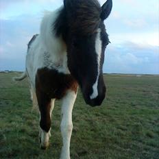 Islænder Kylja fra Vestmose