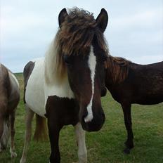 Islænder Kylja fra Vestmose