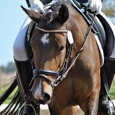 Anden særlig race Troldegårdens Bailey 