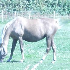 Palomino Barbi Gold