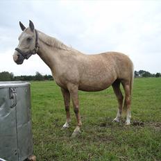 Palomino Barbi Gold
