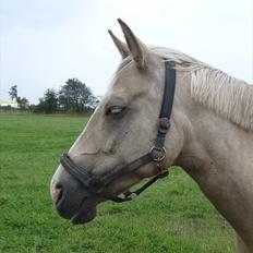 Palomino Barbi Gold