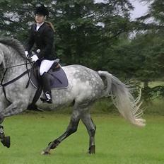 Dansk Varmblod Artimis A' Fenris