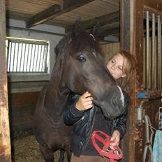 Hollandsk Sportspony Lady Black