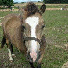 Welsh Mountain (sec A) pixeline star light ( Tidl. pony)