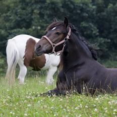 Anden særlig race Efina