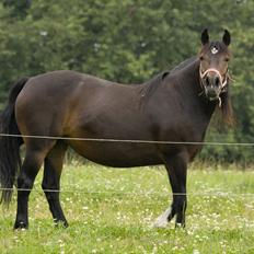 Anden særlig race Efina