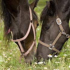 Anden særlig race Efina