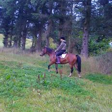 Anden særlig race lotte