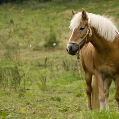 Haflinger Luna