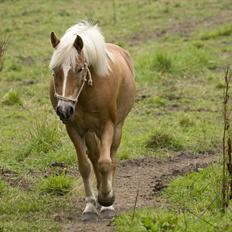 Haflinger Luna