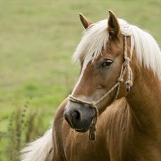 Haflinger Luna