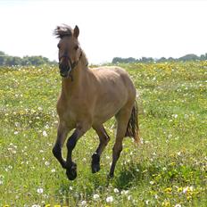 Anden særlig race Pepsi