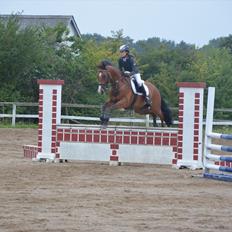 Belgisk varmblod Frutrillo