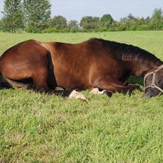 Hannoveraner Weltonas Star †