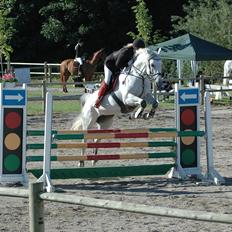 Dansk Varmblod Heslegård's Ronja<3 