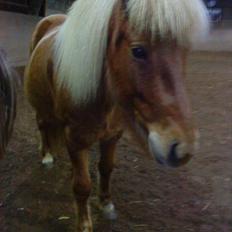 Islænder Katla van de Loekshamhoeve
