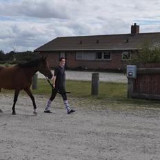 New Forest Angelina Bay {my'girl} 