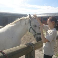 Lipizzaner kerka (kiki)