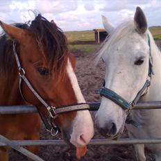 Lipizzaner kerka (kiki)
