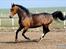 Anden særlig race | Bob - |FOTO:MSP|