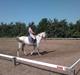 Hollandsk Varmblod Sandro boy!<3
