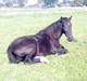 Oldenborg Odin
