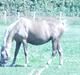 Palomino Barbi Gold