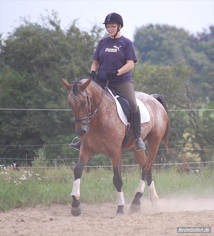 Knabstrupper Storlunds Zantino *SOLGT - slut. 2012* - Tino efter et par uges tilridning - sommeren 2011 billede 9