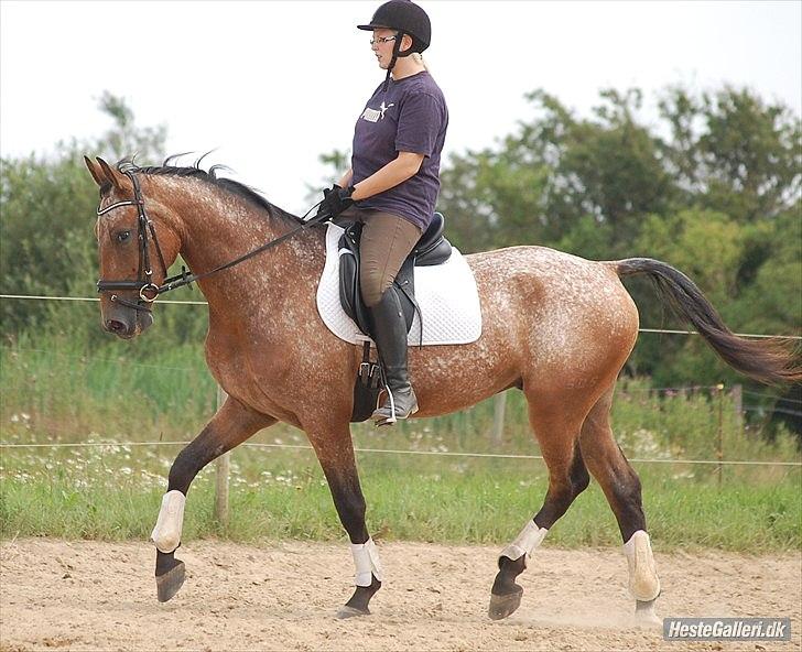 Knabstrupper Storlunds Zantino *SOLGT - slut. 2012* - Tino efter et par uges tilridning - sommeren 2011 billede 10