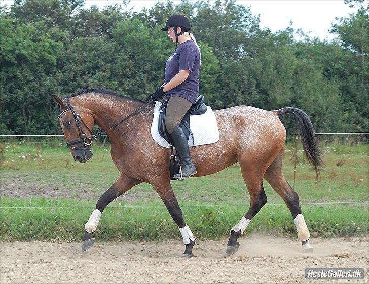 Knabstrupper Storlunds Zantino *SOLGT - slut. 2012* - Tino efter et par uges tilridning - sommeren 2011 billede 11