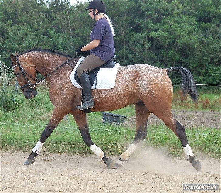 Knabstrupper Storlunds Zantino *SOLGT - slut. 2012* - Tino efter et par uges tilridning - sommeren 2011 billede 12