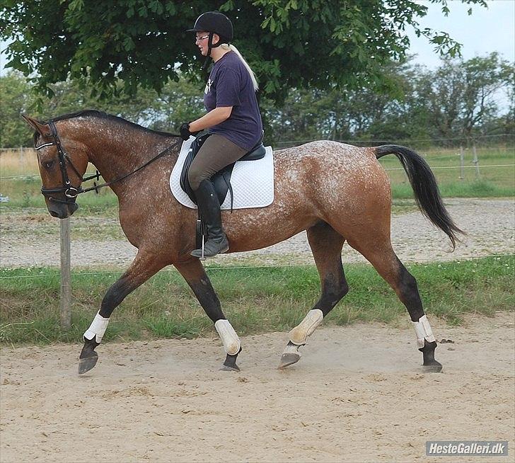 Knabstrupper Storlunds Zantino *SOLGT - slut. 2012* - Tino efter et par uges tilridning - sommeren 2011 billede 13