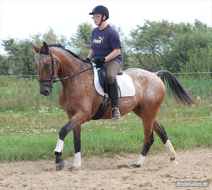 Knabstrupper Storlunds Zantino *SOLGT - slut. 2012* - Tino efter et par uges tilridning - sommeren 2011 billede 14