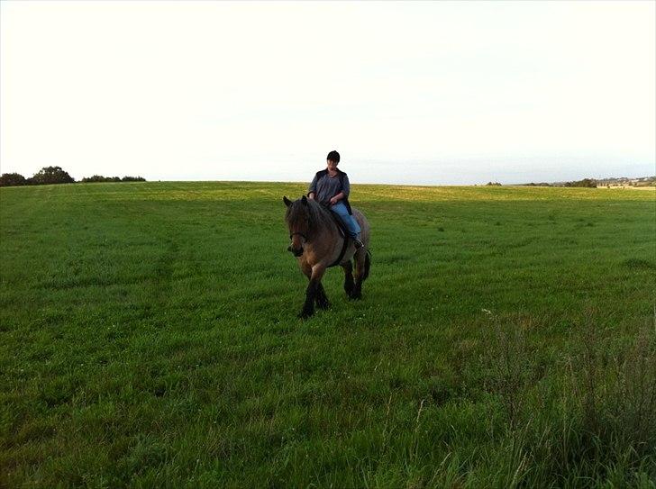 Belgier Odin(Nils Tjer-Rildmoseg) - August 2011 billede 11