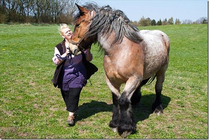 Belgier Odin(Nils Tjer-Rildmoseg) - Smukke & jeg billede 9