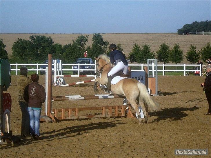 Haflinger Nordlundes Honey billede 18