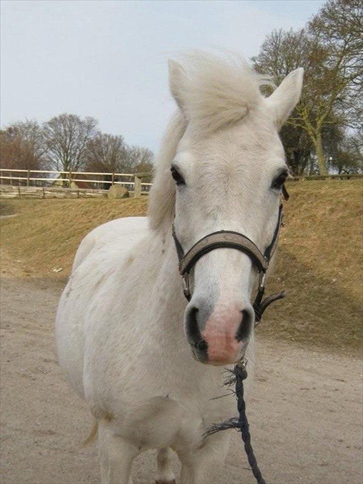 Anden særlig race Blanca - Blanca på rideskolen på Sjælland. Du er så savnet, håber vi en dag ses igen smukke <3 billede 20