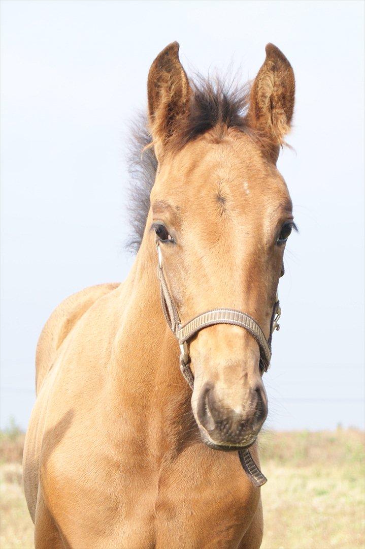 Oldenborg Decoya - Man er vel fotogen! billede 2