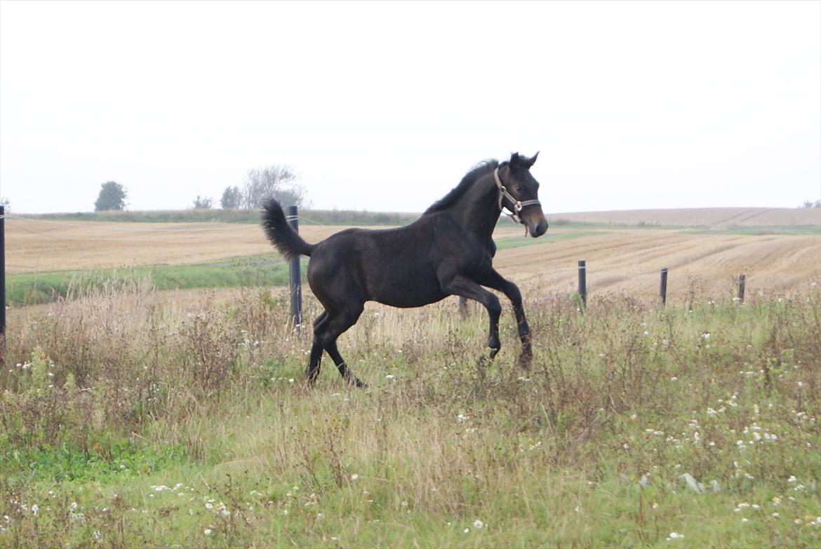 Dansk Varmblod Winther - *TIL SALG* billede 6