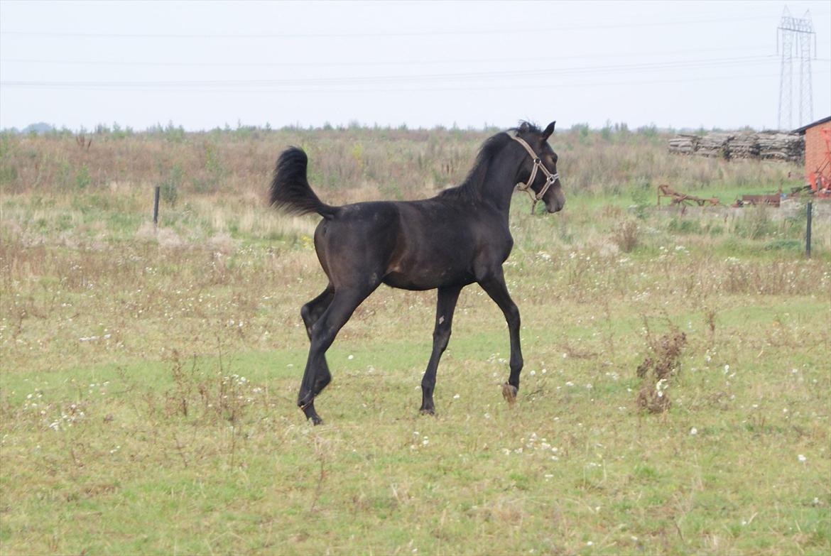 Dansk Varmblod Winther - *TIL SALG* billede 3