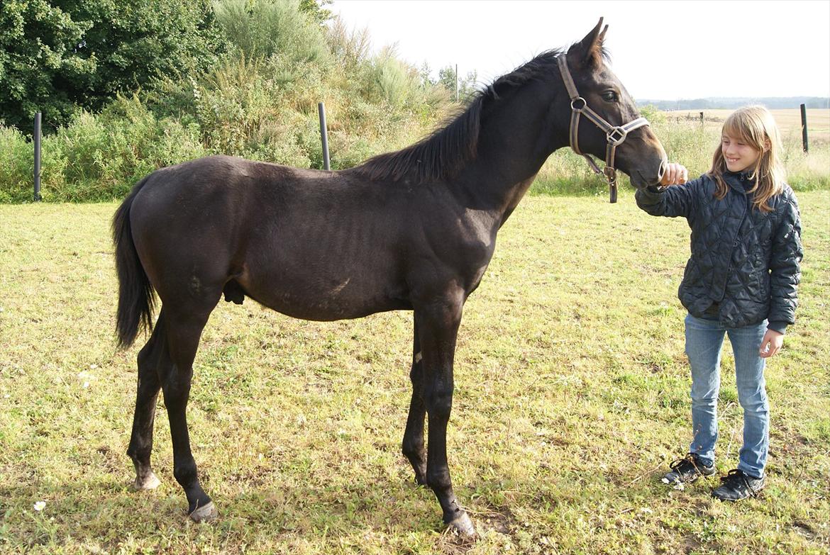 Dansk Varmblod Winther - *TIL SALG* billede 5