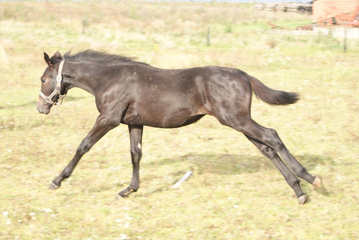 Dansk Varmblod Winther - *TIL SALG* billede 4