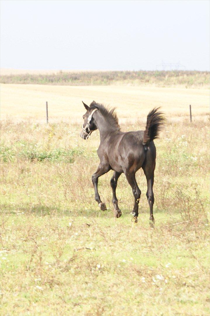 Dansk Varmblod Winther - *TIL SALG* billede 2