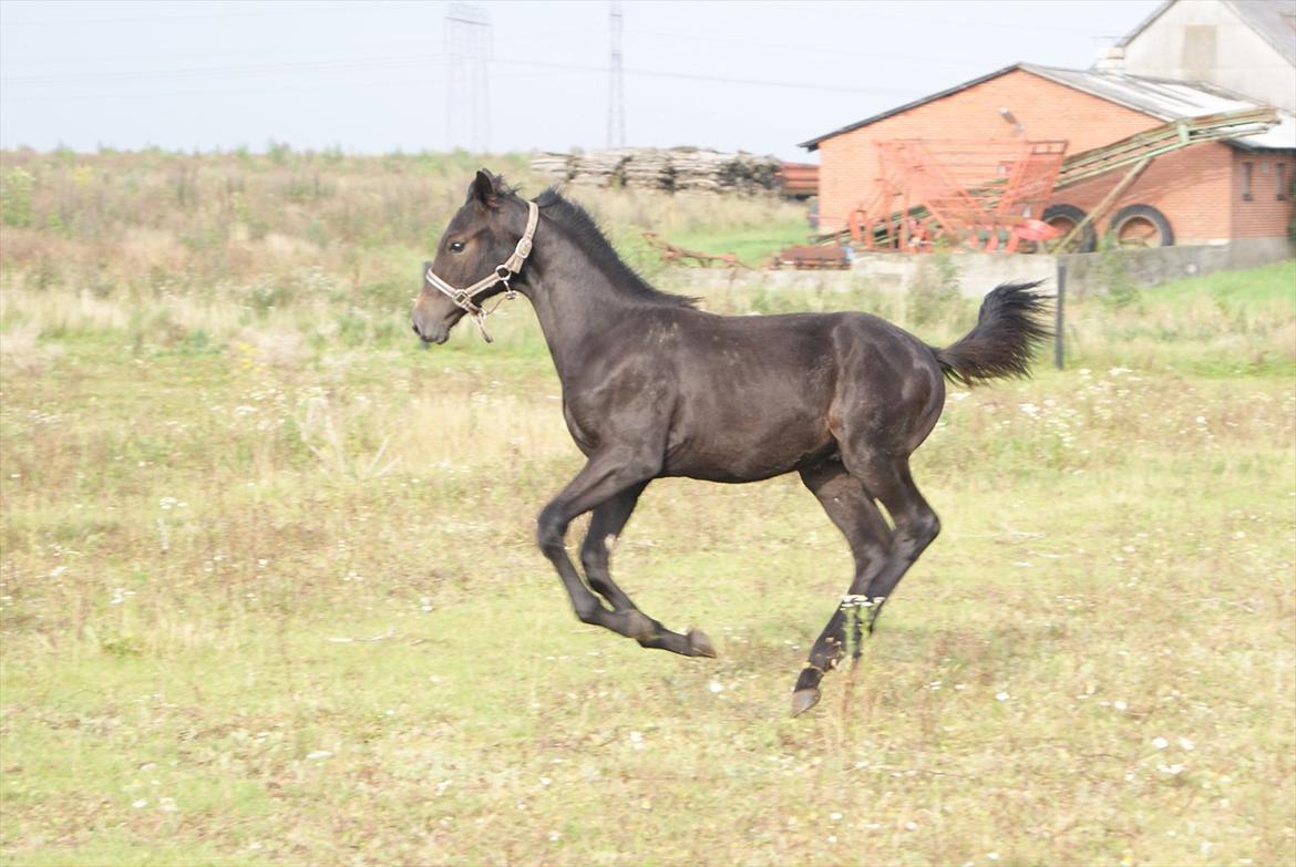 Dansk Varmblod Winther - 5 mdr. *TIL SALG* billede 1
