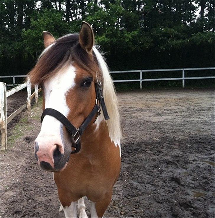 Anden særlig race Savannah / Tidl. hest billede 11