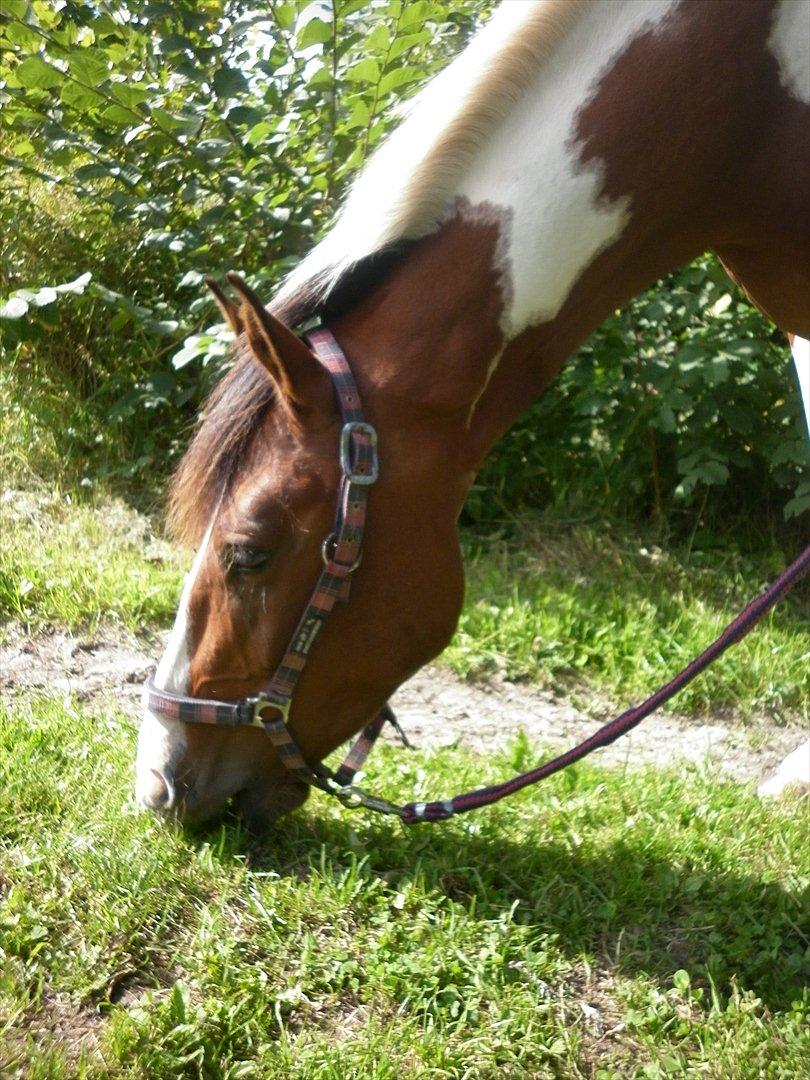 Anden særlig race Bakkelys Hannibal (Solgt) - smukke hoved <3 billede 5