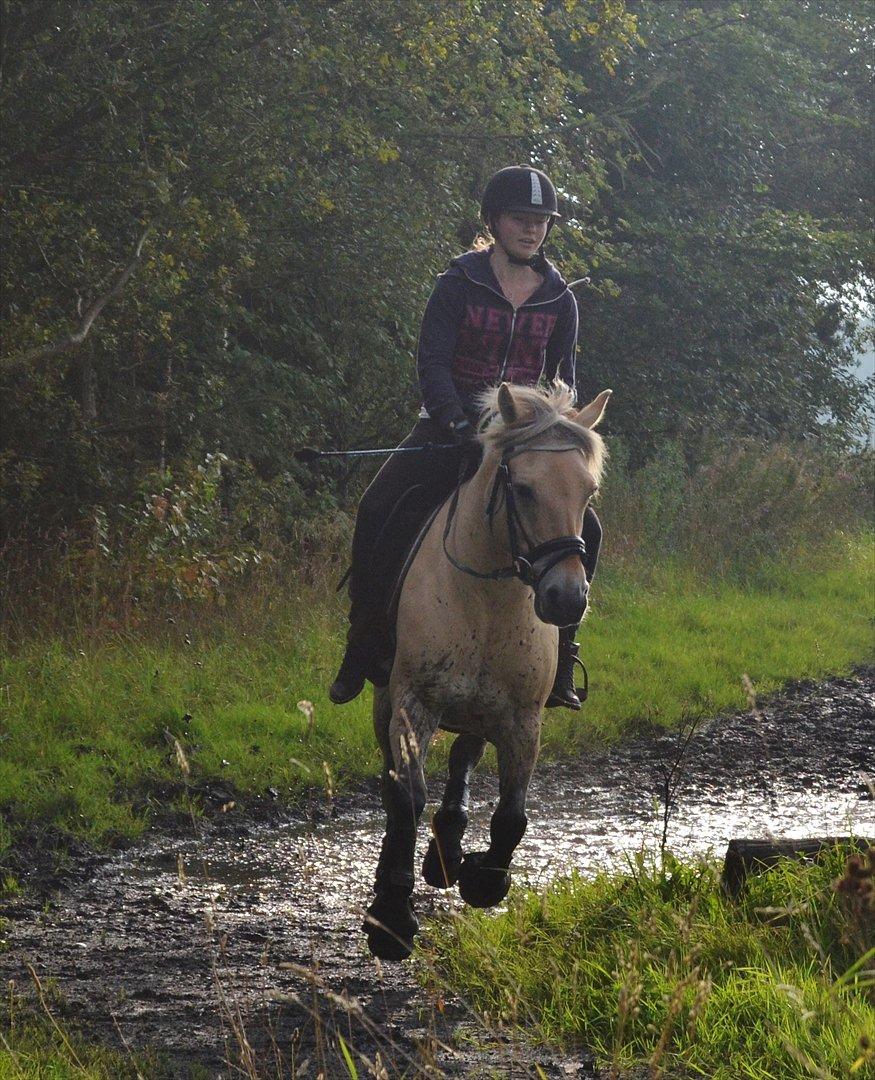 Fjordhest Bredekærgårds Tea R.I.P billede 13