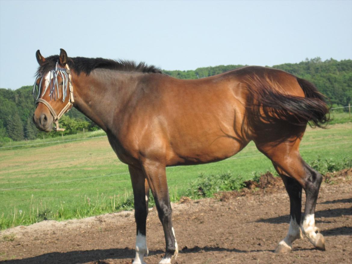 Dansk Varmblod K2`s Beat Me billede 7